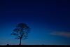 Tree Silhouette At Night Pby Image