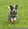 Pics Blue Heeler Image