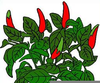 Pepper Plant Clipart Image