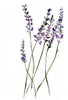 Lavender Flowers Drawing Image