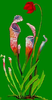 Pitcher Plant Image