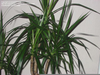 Red Margined Dracaena Image