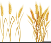 Ear Of Wheat Clipart Image