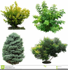 Tree And Shrub Clipart Image