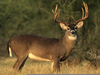 Clipart Whitetailed Deer Image