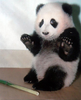 Panda Image