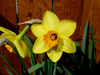 Daffodil Pix Image