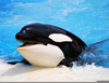 Cute Orca Whales Image