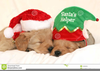 Christmas Puppies Clipart Image