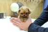 Teacup Poodle Puppies Image