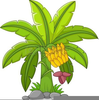 Banana Leaf Clipart Image