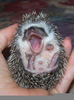 Yawning Hedgehog Baby Image