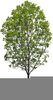 Willow Tree Clipart Image