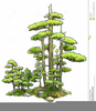 Bonsai Clipart Image