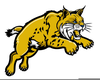 Clipart Of A Bobcat Image