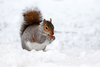 Squirrel In Winter Jab Image