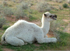 Camel Sheep Hybrid Image