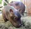 Hippo Image