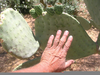 Spineless Hedgehog Cactus Image