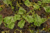 Mosses Lichens Liverworts Image