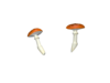 Shroom Image