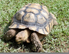 Grass Turtle Care Image