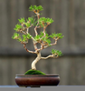 Wiring Pine Bonsai Image