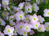 Pink Evening Primrose Image