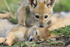 Golden Jackal Pups Image