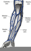 Ulnar Vein Image