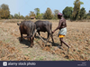 Farmer Ploughing Field With Bullocks Agaria Tribe Farmer Chattisgadh E D F Image