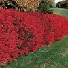 Burning Bush Hedge Image