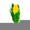 Clipart Corn Free Image