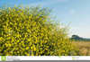 Clipart Mustard Tree Image