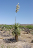 Yucca Elata Zone Image