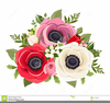 Anemone Flower Clipart Image