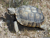 Desert Tortoise Clipart Image