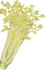 Celery Clip Art