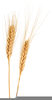 Stalks Of Wheat Clipart Image