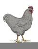 Plymouth Rock Clipart Image