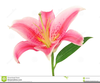 Clipart Natura Fiore Image