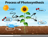 Free Clipart Photosynthesis Image