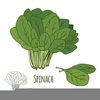 Clipart Spinach Leaves Image