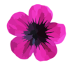 Pink Flower To Vector Clip Art