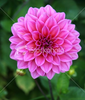 Istockphoto Dahlia Flower Image