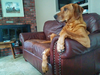 Socialized Rhodesian Ridgeback Image