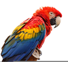 Scarlet Macaw Clipart Image