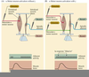 Gamma Motor Neurons Image