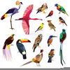 Clipart Toucan Bird Image