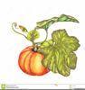 Fall Pumpkins Clipart Image